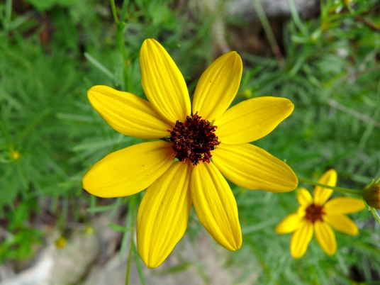 {Coreopsis pulchra}